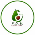 FOB Fruits Avocados